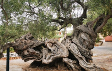 Dali Tours Zakynthos15