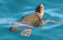 Dali Tours Zakynthos5