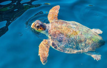 Dali Tours Zakynthos1