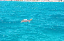 Dali Tours Zakynthos9