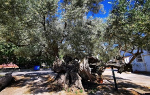 Dali Tours Zakynthos15