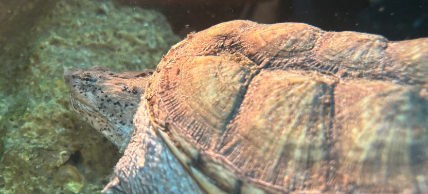Crystal River Aquarium General Admission with Interactive Touch Tanks