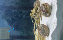 SeaDaddy's Dive Center4