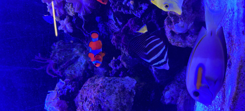 Crystal River Aquarium General Admission with Interactive Touch Tanks