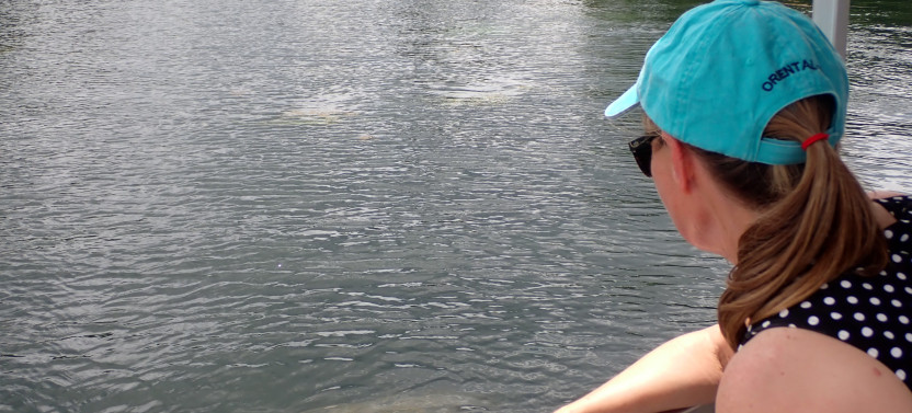 See Crystal River, Boat Tour Manatee & Wildlife Viewing