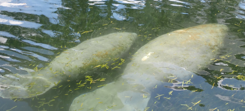See Crystal River, Boat Tour Manatee & Wildlife Viewing