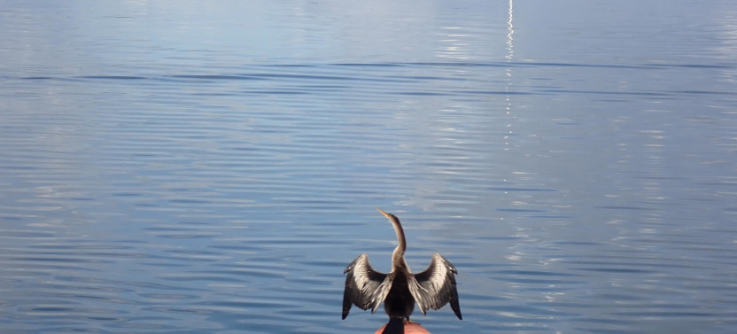 See Crystal River, Boat Tour Manatee & Wildlife Viewing
