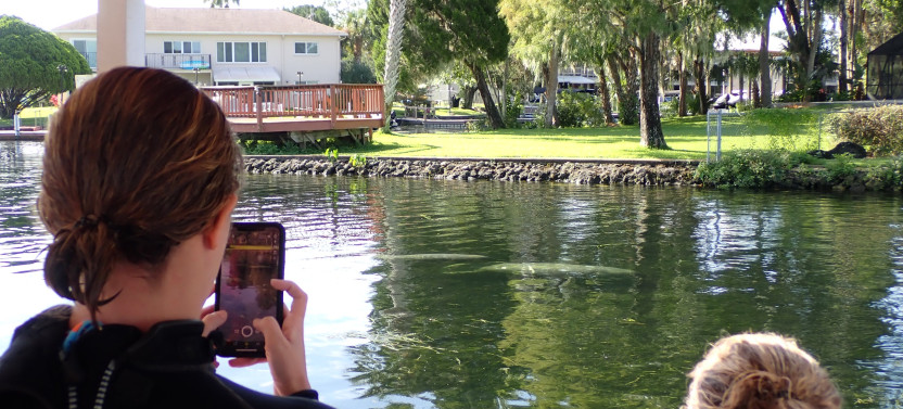 See Crystal River, Boat Tour Manatee & Wildlife Viewing