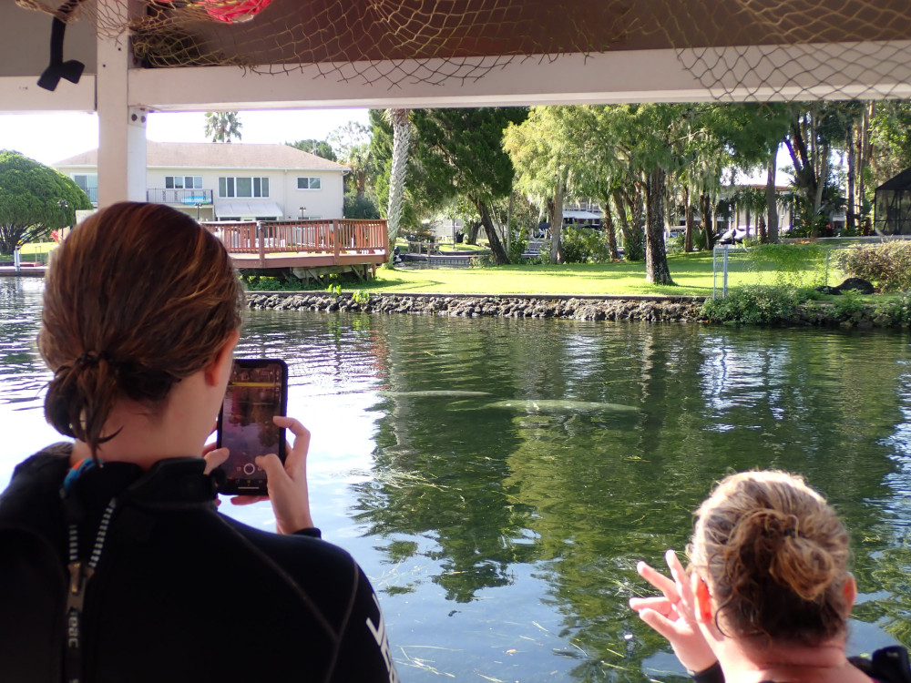 See Crystal River, Boat Tour Manatee & Wildlife Viewing