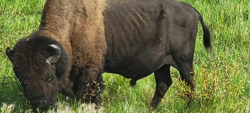 Bison Highway Road Tour
