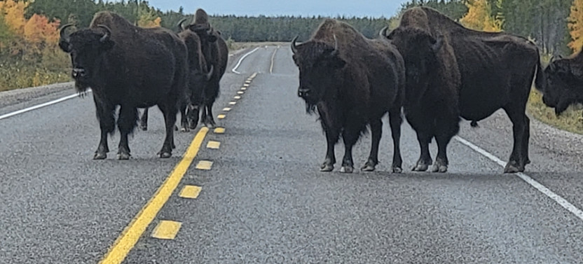 Bison Highway Road Tour