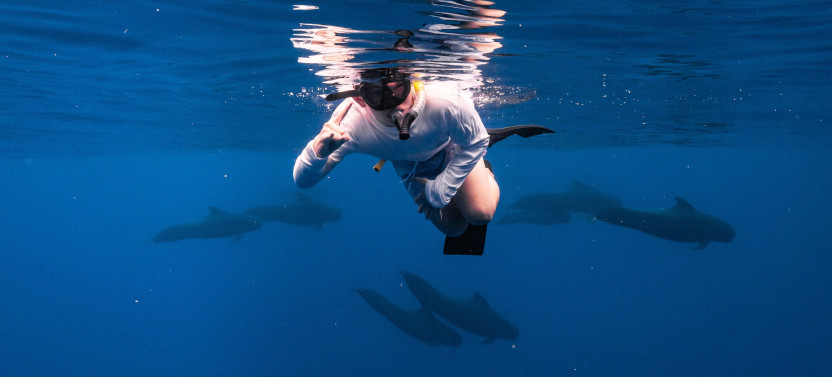 Premier Dolphin, Turtle, Whale Safari with Guided Snorkeling