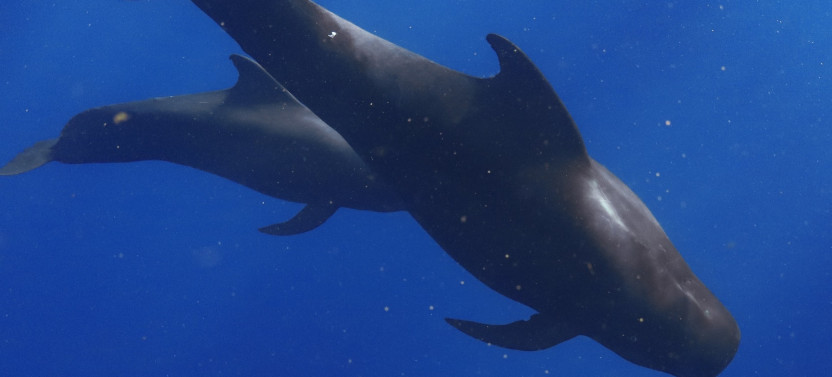 Premier Dolphin, Turtle, Whale Safari with Guided Snorkeling