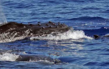 Wild Side Specialty Tours3