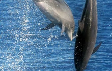 Wild Side Specialty Tours4