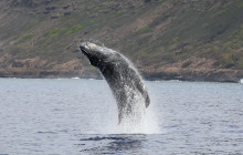 Wild Side Specialty Tours9