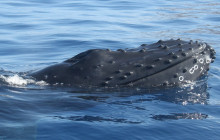 Wild Side Specialty Tours10