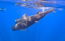 Wild Side Specialty Tours12