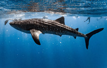 Wild Side Specialty Tours14