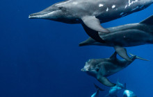 Wild Side Specialty Tours8