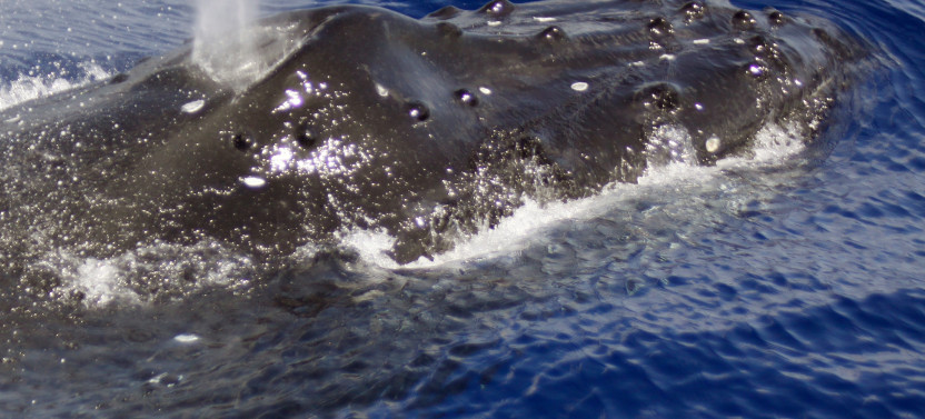 Wildlife in Depth - Sea'fari Style: Custom Biologist-Led Boat Expedition