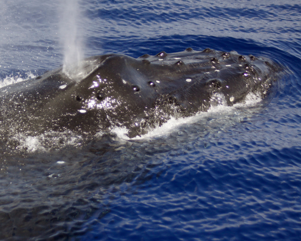 Wildlife in Depth - Sea'fari Style: Custom Biologist-Led Boat Expedition