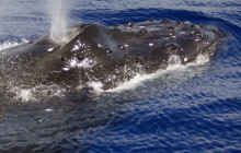 Wild Side Specialty Tours1