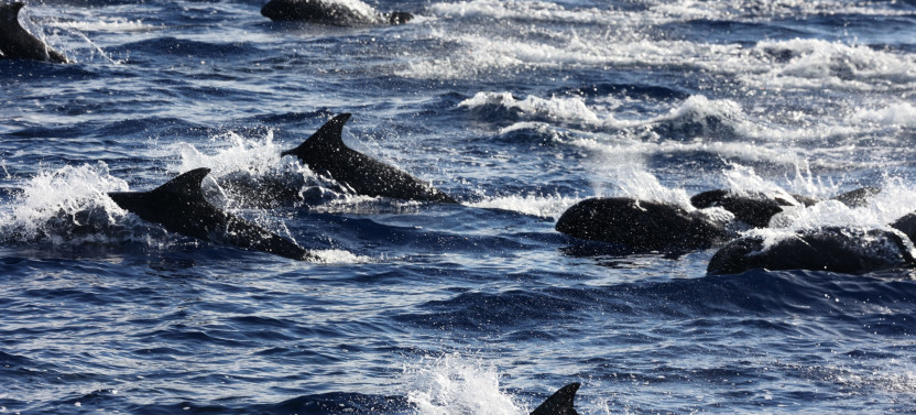 Wildlife in Depth - Sea'fari Style: Custom Biologist-Led Boat Expedition