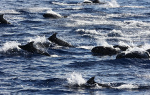 Wild Side Specialty Tours10