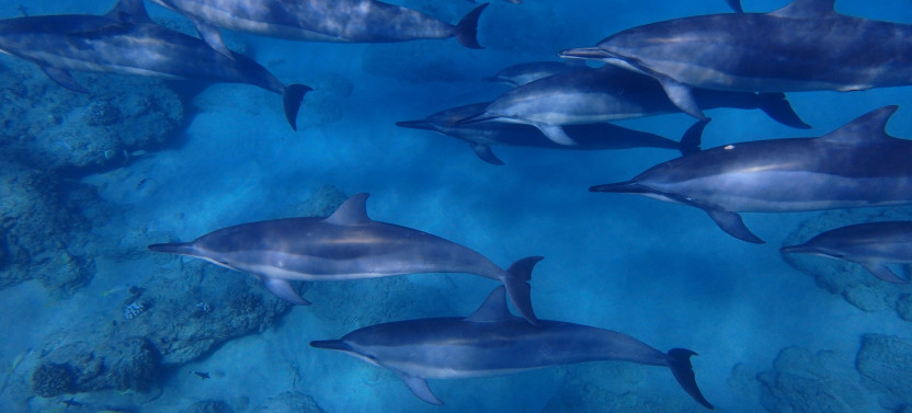 Wildlife in Depth - Sea'fari Style: Custom Biologist-Led Boat Expedition