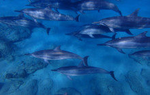 Wild Side Specialty Tours11