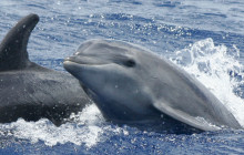 Wild Side Specialty Tours14