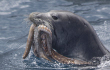 Wild Side Specialty Tours9