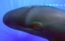 Wild Side Specialty Tours12