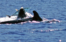 Wild Side Specialty Tours15