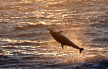 Wild Side Specialty Tours2