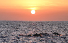 Wild Side Specialty Tours3