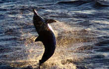 Wild Side Specialty Tours5