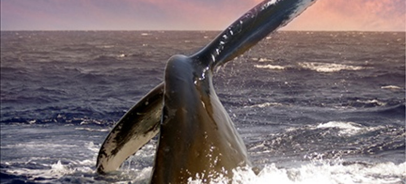 Private Whale Tail and Sunset Sail