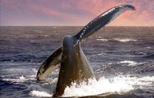 Wild Side Specialty Tours17