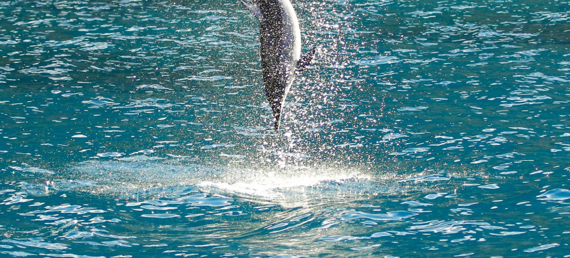 Private Whale Tail and Sunset Sail