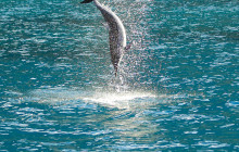 Wild Side Specialty Tours3