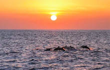 Wild Side Specialty Tours5