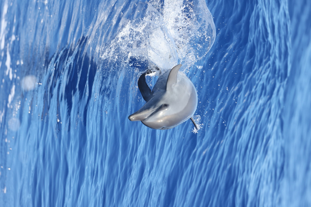 Wild Side Specialty Tours