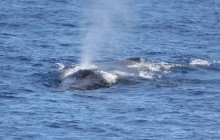 Wild Side Specialty Tours19