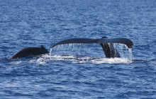 Wild Side Specialty Tours11