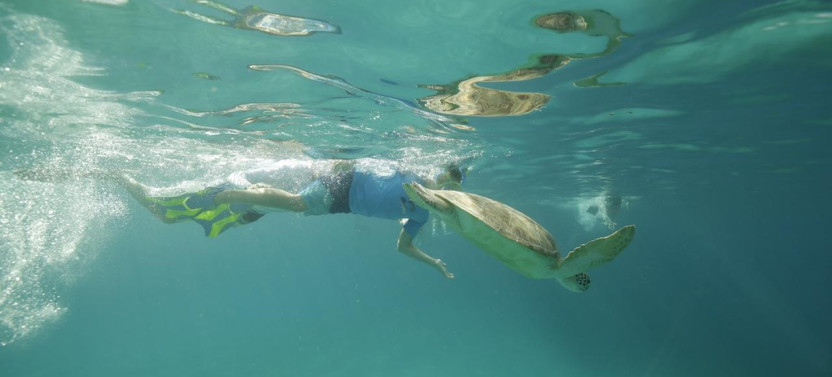 Catamaran Sailing & Snorkeling Tour to Turtle Cove Marine Refuge