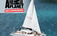 The VI Cat12