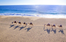 Gray Line Los Cabos6