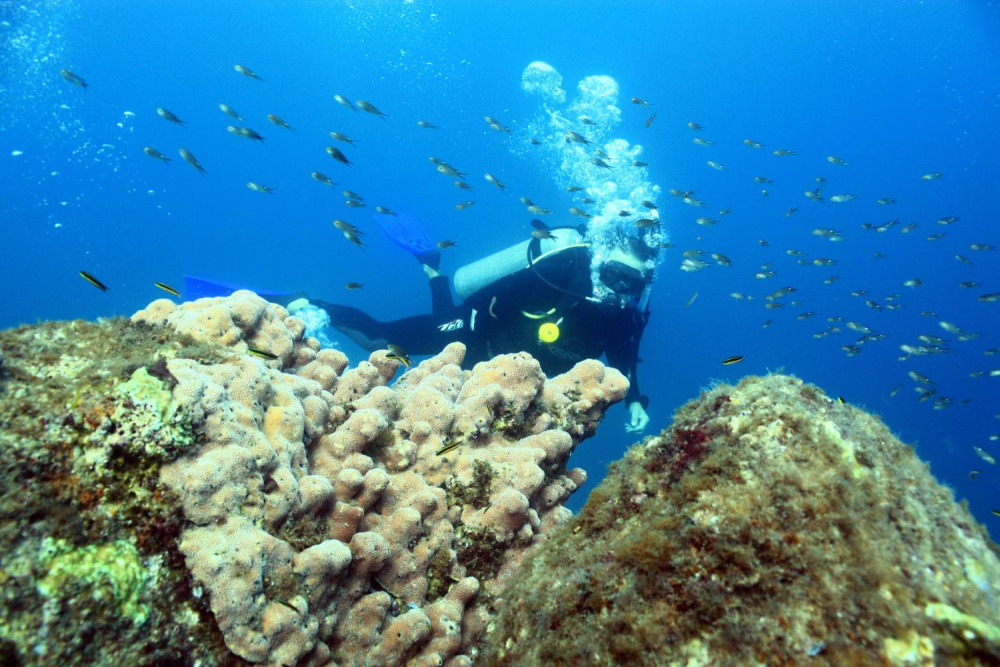 Certified Only Beginner Scuba Dive In Cabo